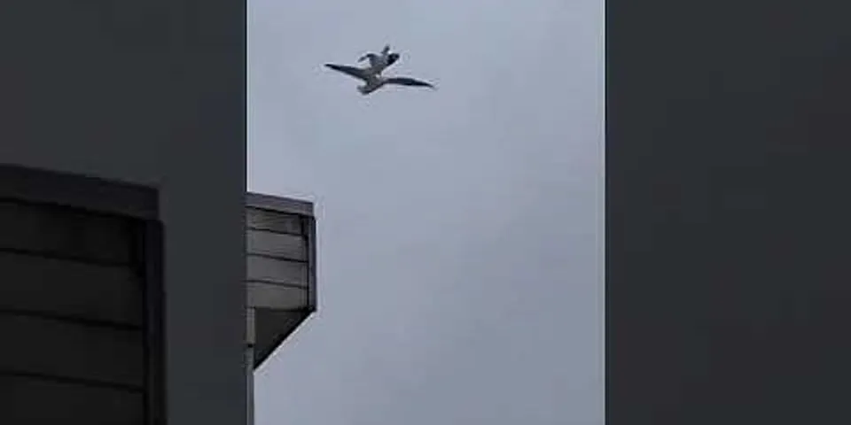 2 birds flying together meaning