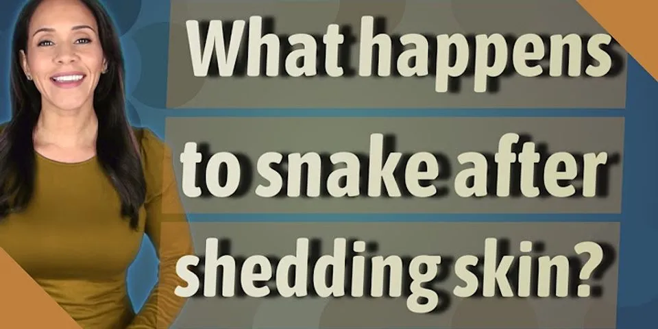 Do snakes leave after shedding skin?