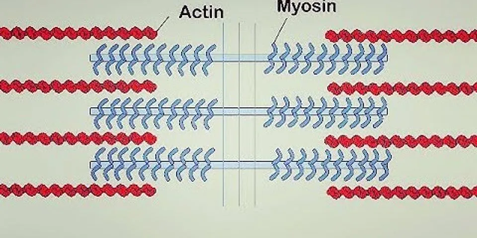 How does actin and myosin work together?