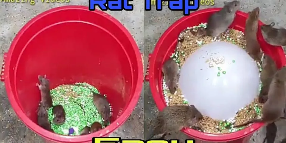 How to get sticky trap glue off dog paw