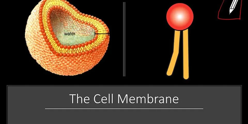 The phospholipids that make up the plasma membrane have heads and tails